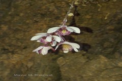 Dendrobium microbulbon